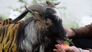 В сафари-парке Приморья коза Меркель родила козленка от Тимура