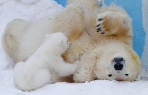 В зоопарке Якутии родился белый медвежонок