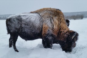 Бизон — зверек русский