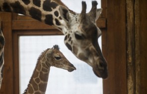 CBS: у самки жирафа по кличке Апрель в США родился детеныш