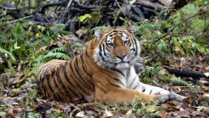 Китай построит парк для амурских тигров на границе с Россией