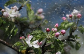 Яблони зацвели в сентябре на Урале из-за резкого перепада температур