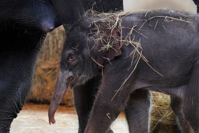 В Ростове выбирают имя родившемуся в зоопарке слоненку