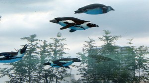 В Токио открыли панорамный аквариум с «летающими» пингвинами